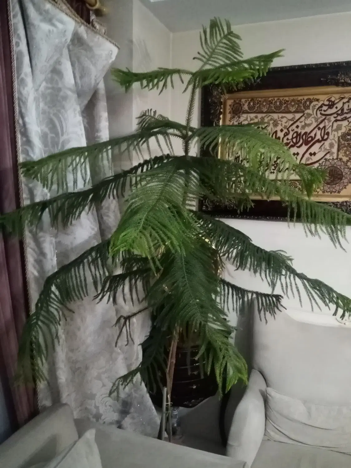 درخت کاج مطبق|گل و گیاه طبیعی|تهران, شوش|دیوار