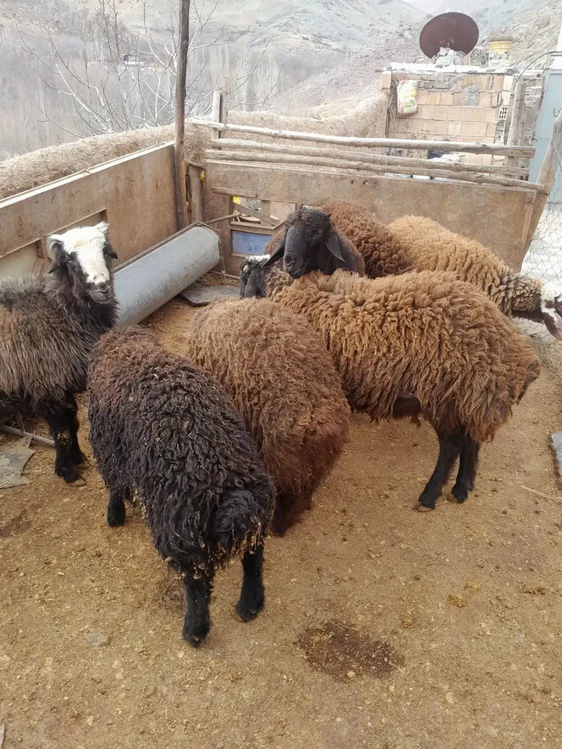 بره نر|حیوانات مزرعه|کنگاور, |دیوار