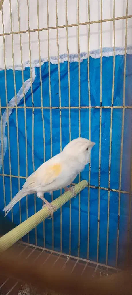 قناری نر|پرنده|خرمشهر, |دیوار