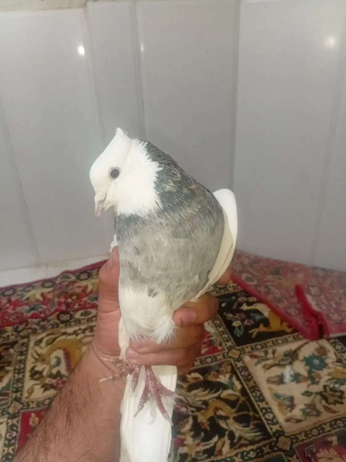 یه جفت کفتر شکلاتی والماسی|پرنده|لردگان, |دیوار