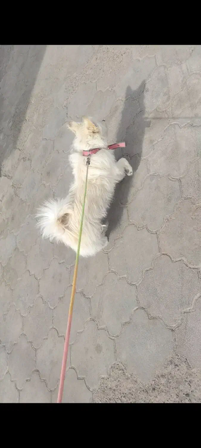 سگ پاکوتاه|سگ|بم, |دیوار