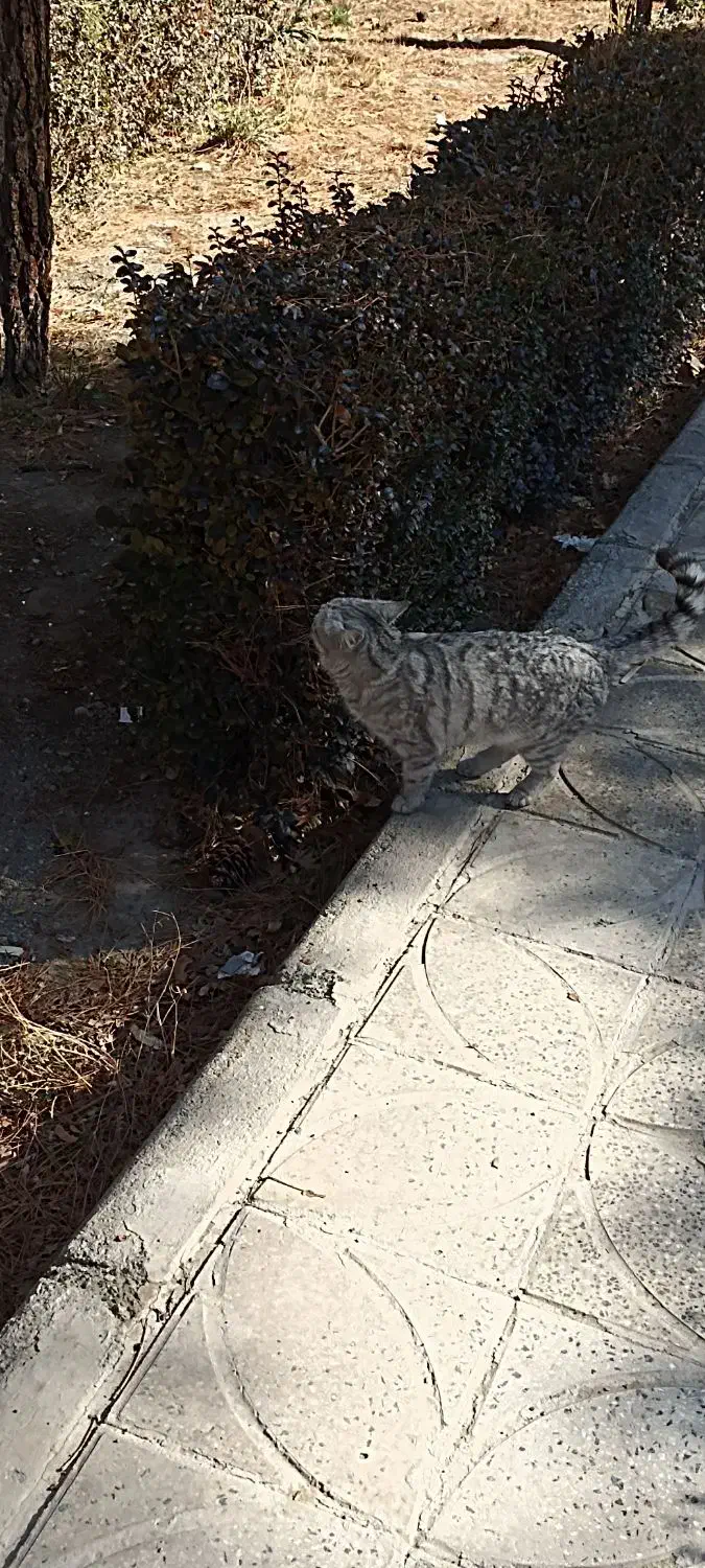 گربه پیدا شده|حیوانات|فولادشهر, A6|دیوار
