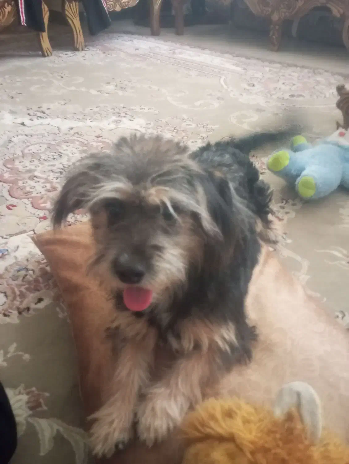 سگ یورکشایر|سگ|فردیس, شهرک شهید حسینی|دیوار