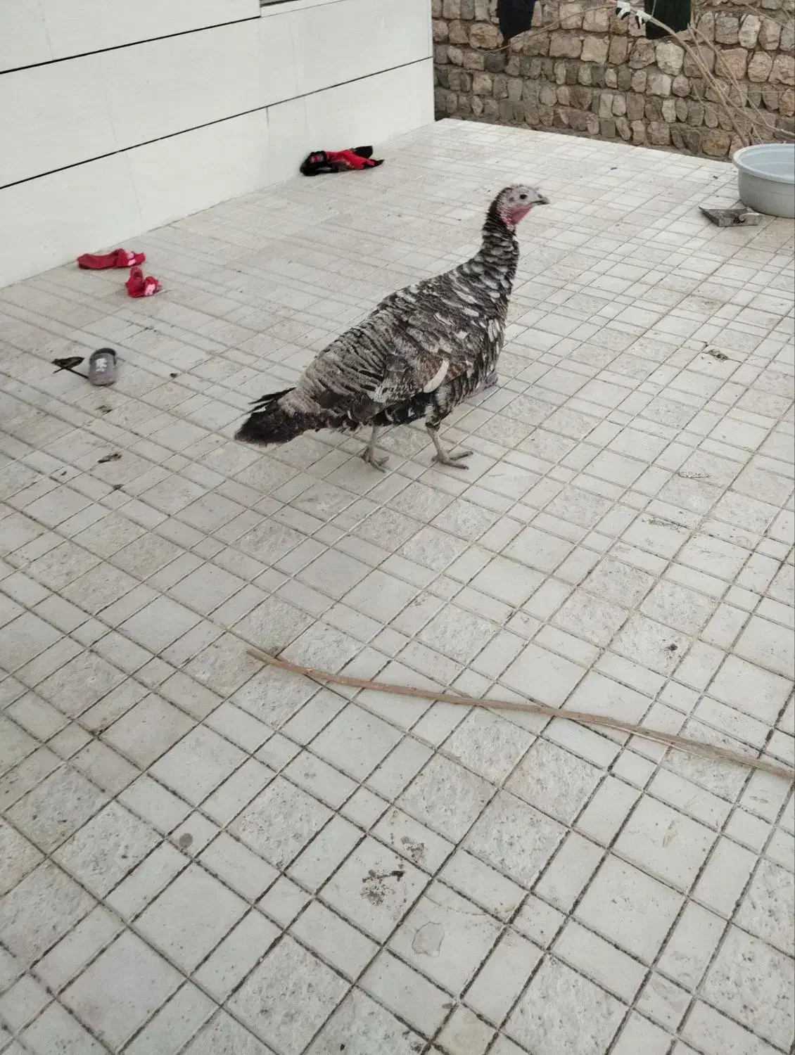 بوقلمون|حیوانات مزرعه|شاهیوند, |دیوار