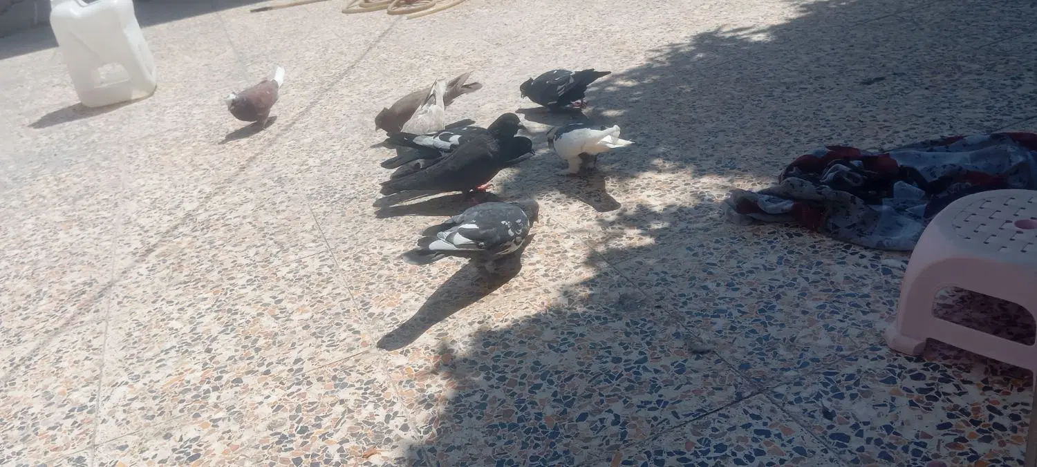 کفتر|پرنده|داراب, |دیوار