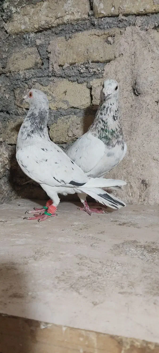 سارسرورجفتگاه|پرنده|مشهد, نوید|دیوار