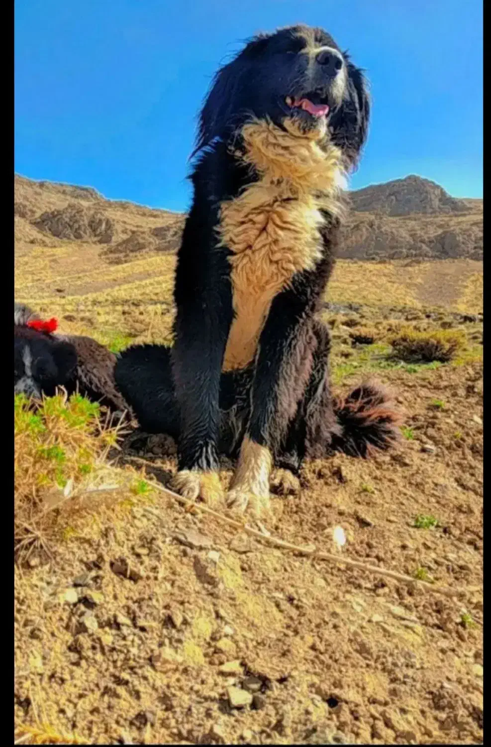 سگ نر|سگ|خوانسار, |دیوار