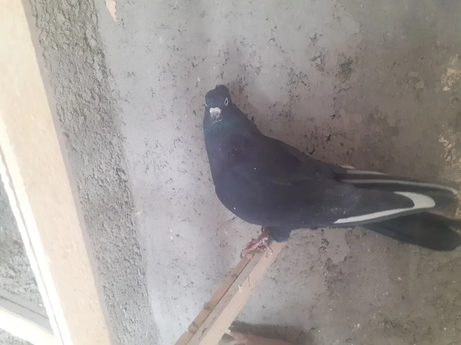 دم سیاه تهران|پرنده|قزوین, |دیوار