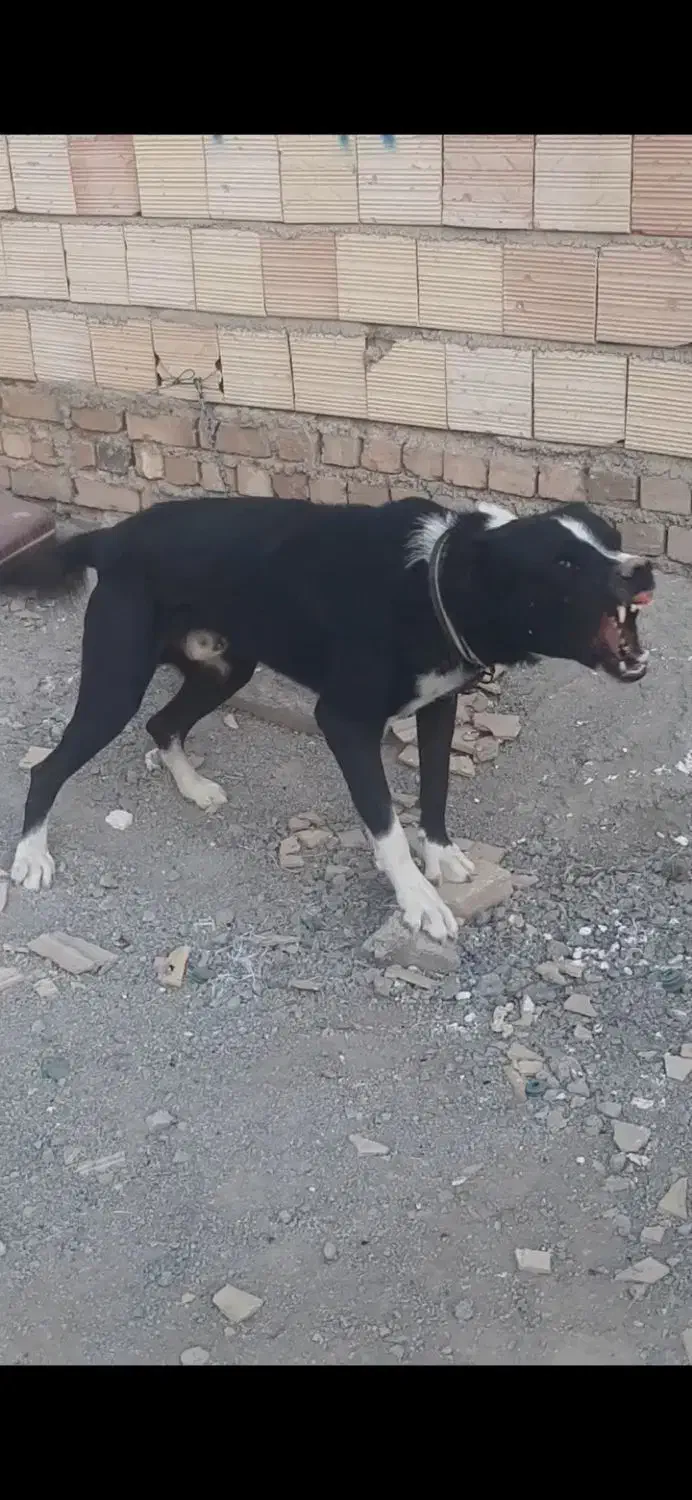 سگ افغان نر جوون|سگ|کرج, خرمدشت|دیوار