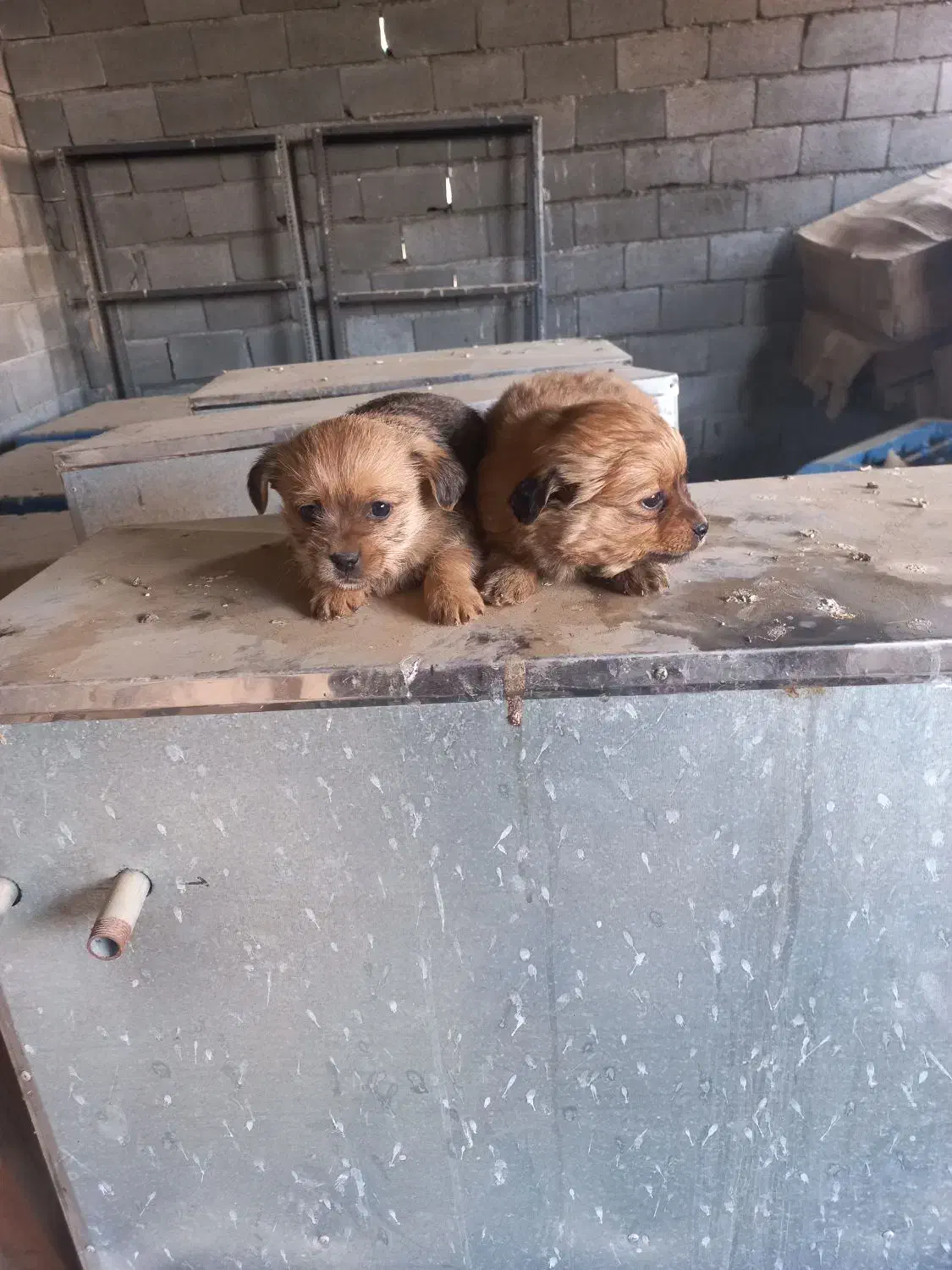 سگ شیتزو وشیواوا|سگ|کرمانشاه, |دیوار