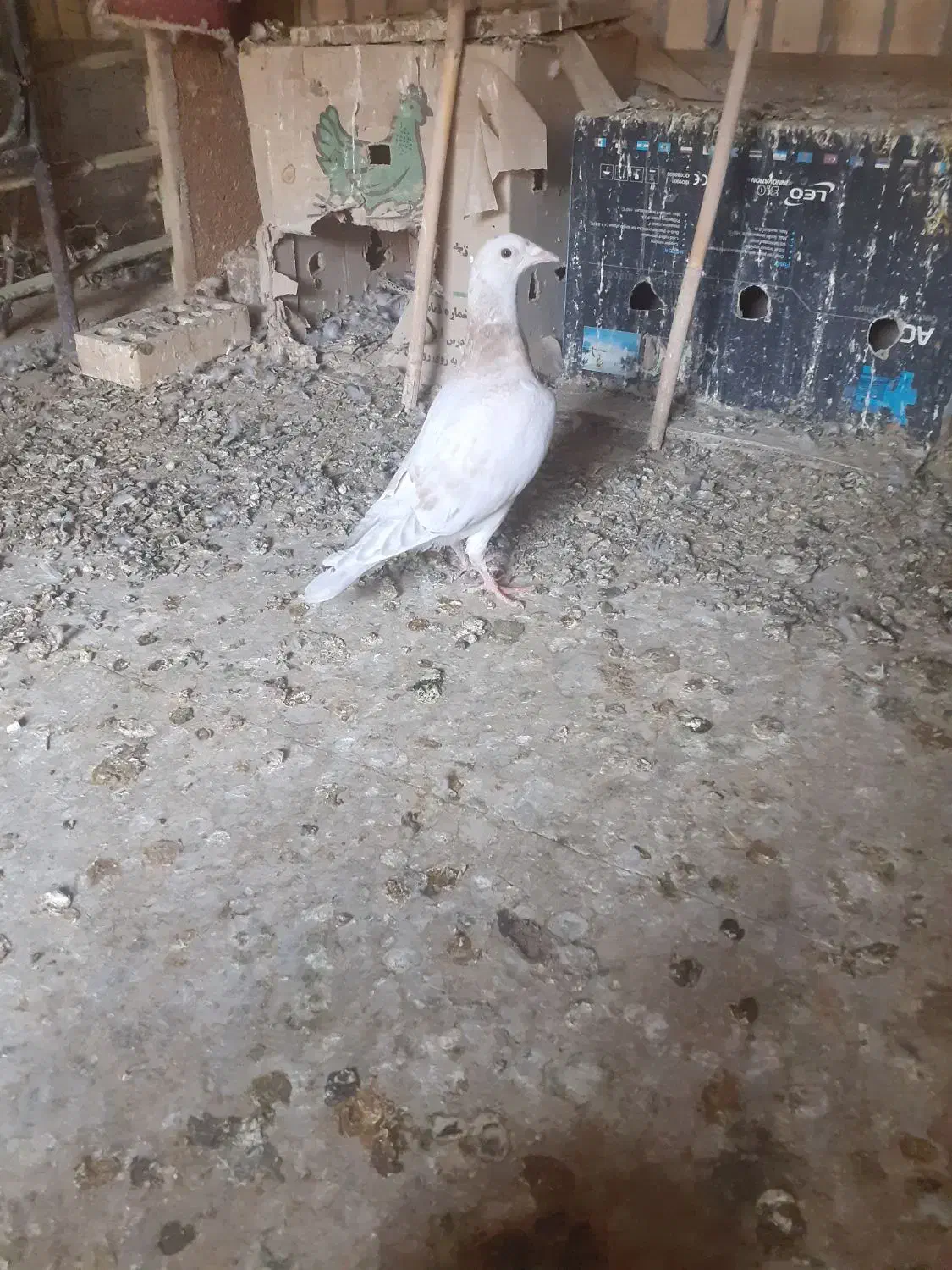 جوجه المانی|پرنده|زهک, |دیوار