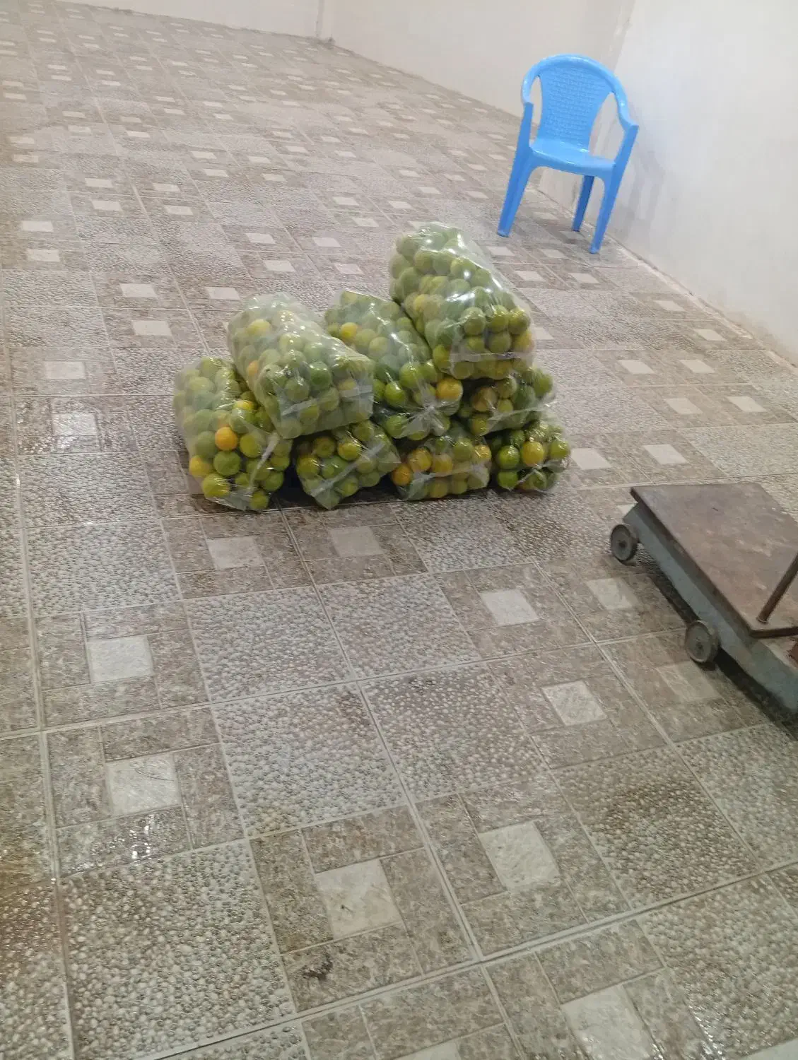 فروش پرتقال گنبکی|عمدهفروشی|گنبکی, |دیوار