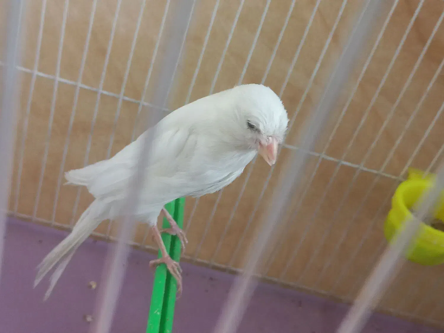 قناری کشیده بلند|پرنده|مشهد, حرم مطهر رضوی|دیوار