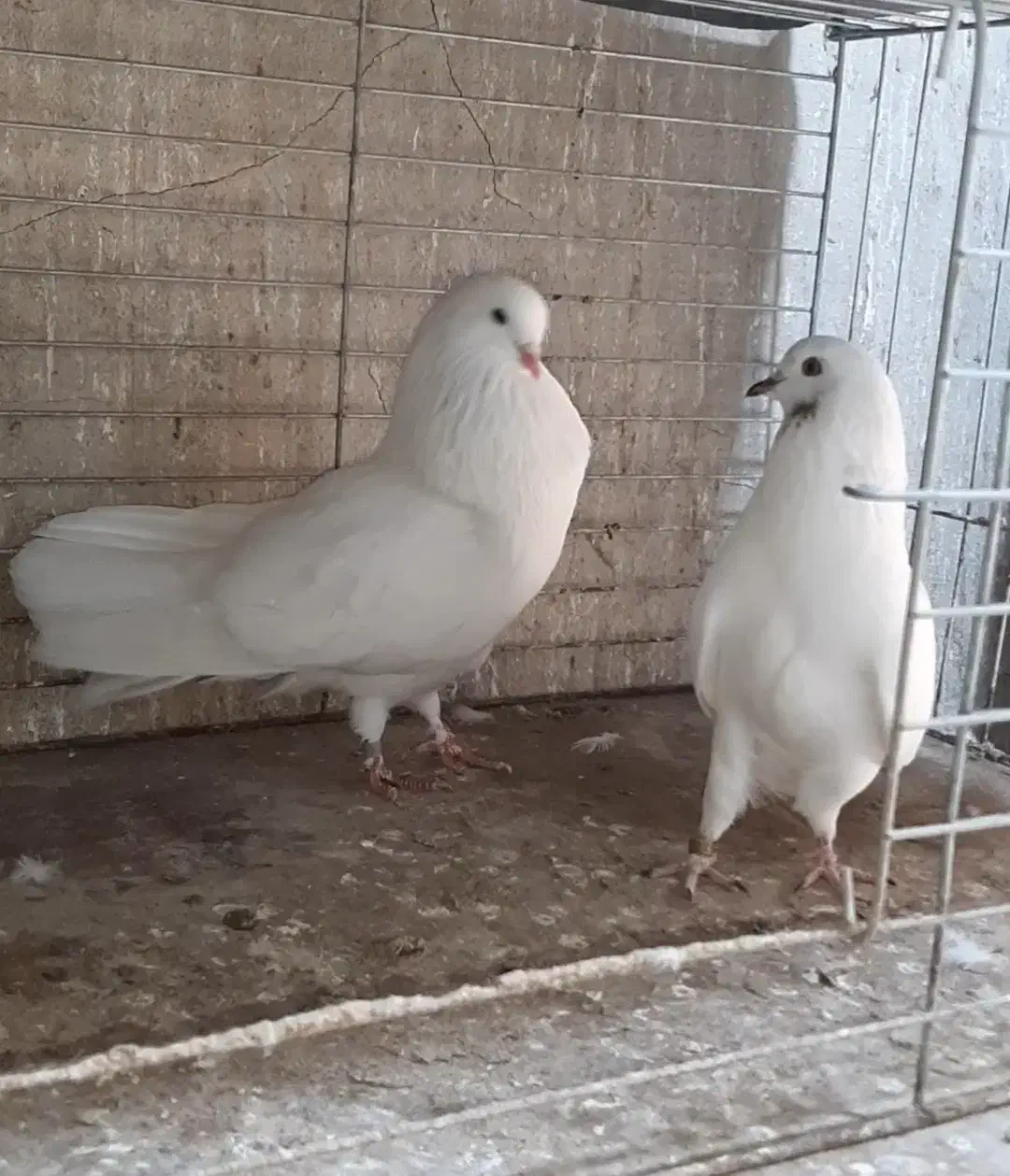 کبوتر سفید خال زرد شمرونی|پرنده|سورک, |دیوار