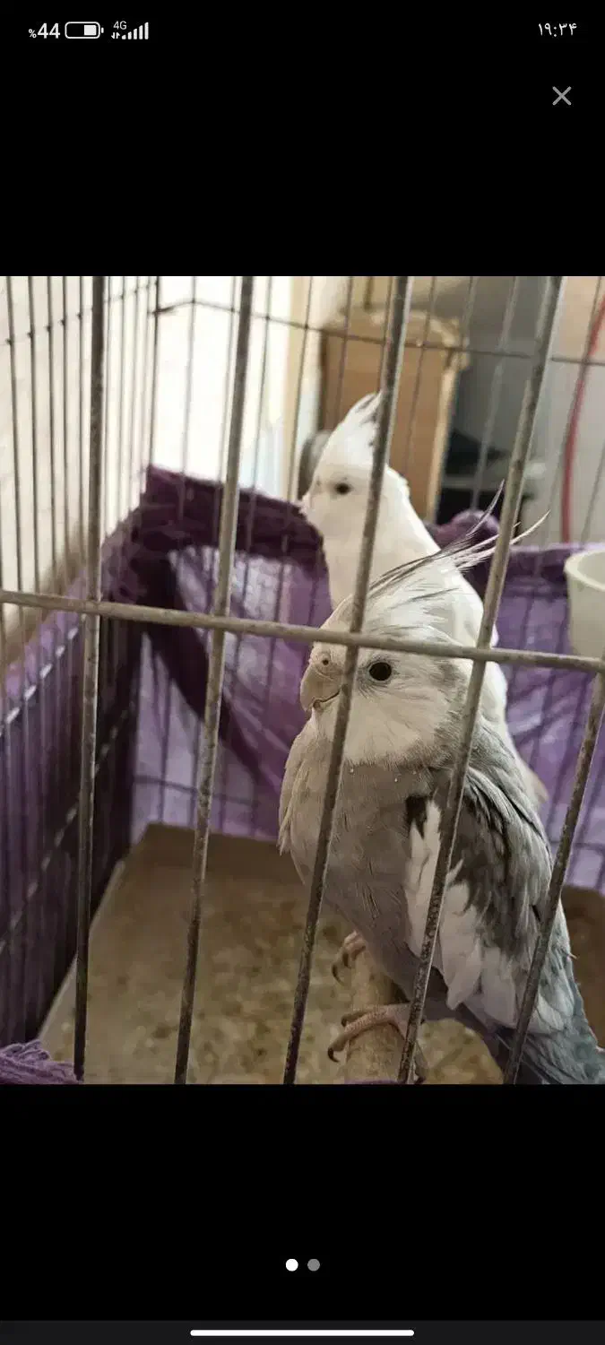 یک جفت عروس هلندی باقفس|حیوانات|بم, |دیوار