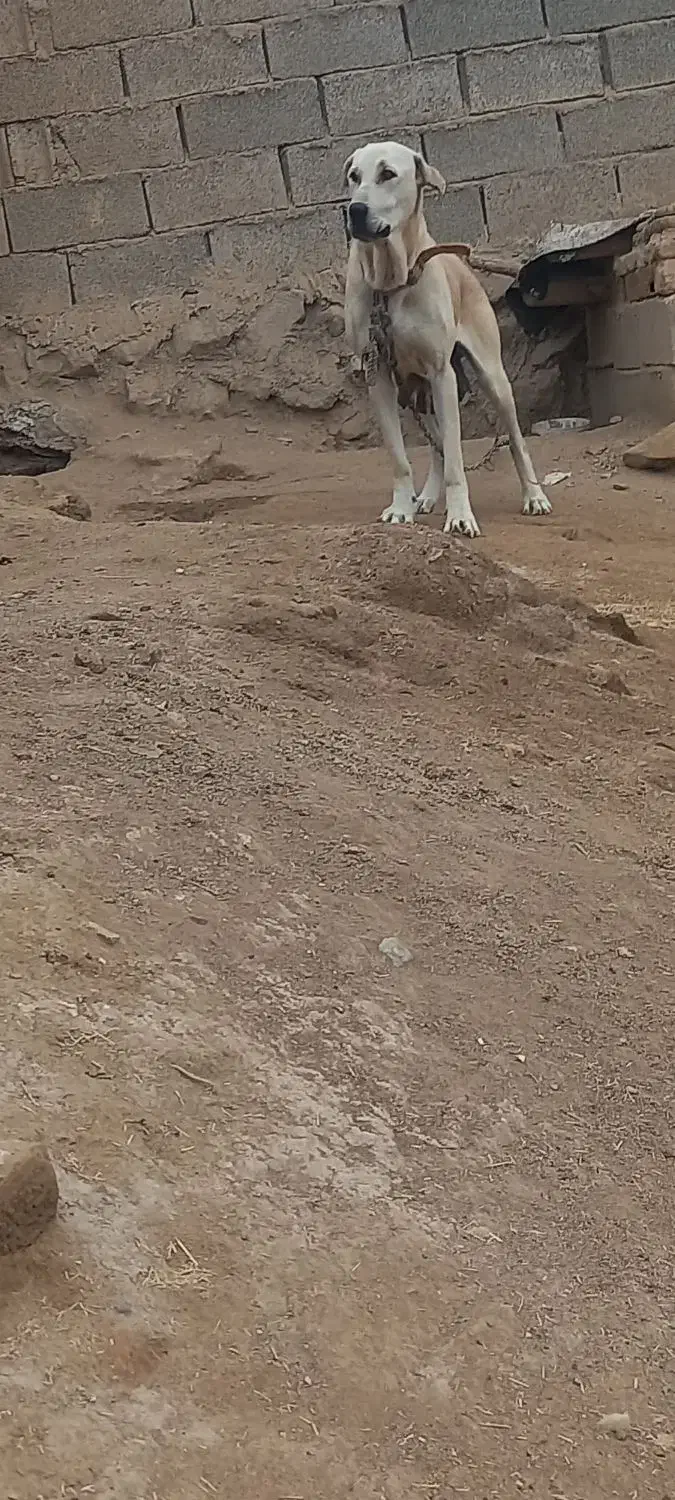 باسلام واگذاری ماده عراقی ۲۰ماهه درجه یک|سگ|اهر, |دیوار