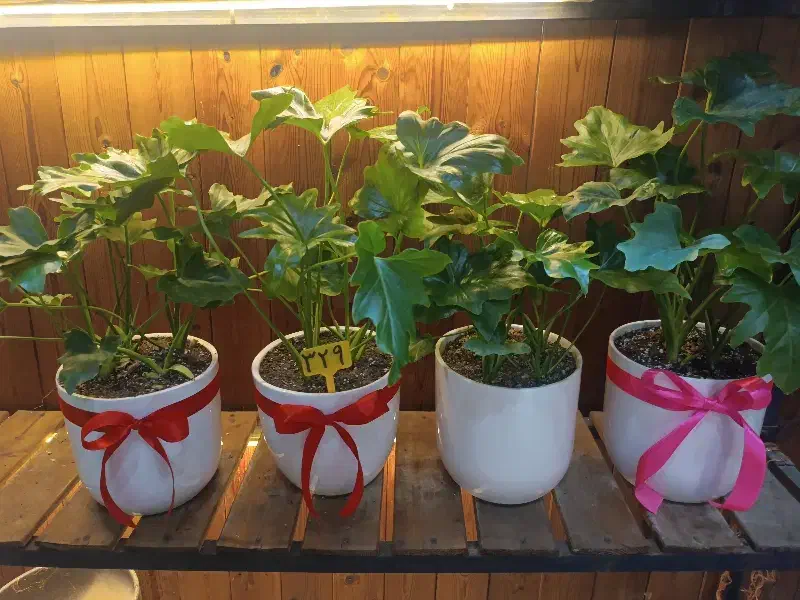 گل برگ انجیری|گل و گیاه طبیعی|کرج, گلشهر|دیوار