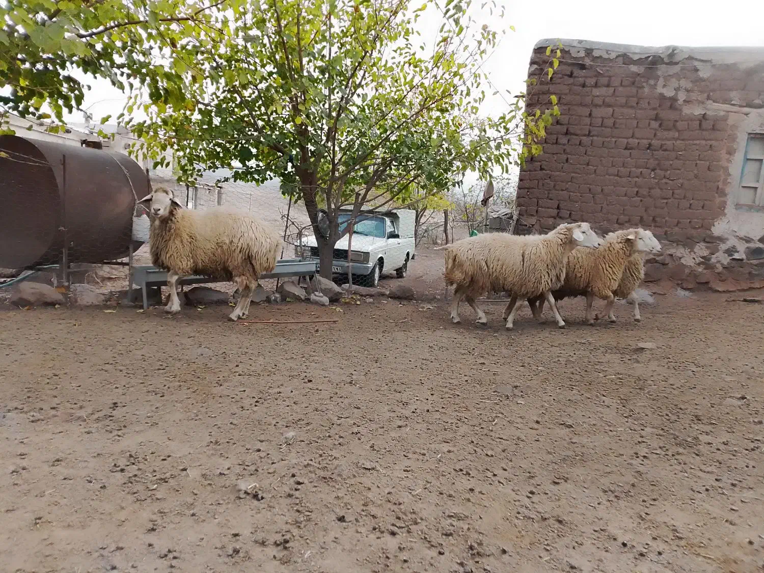 قوچ جوان اصل مغانی|حیوانات مزرعه|مرادلو, |دیوار