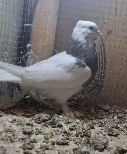 جوجه طوقی نقش|پرنده|کاشان, کارگر|دیوار