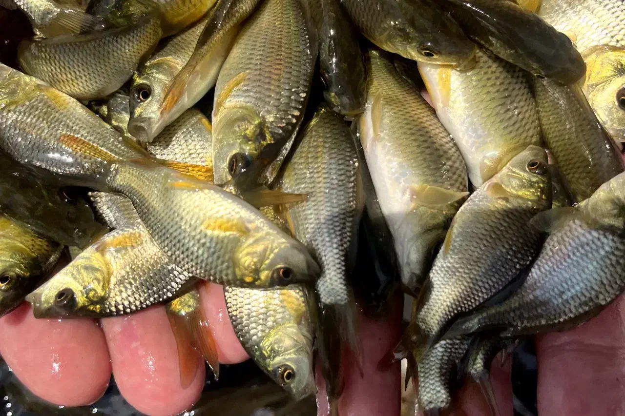 بچه ماهی آمور و کپور|ماهی|سنگر, |دیوار