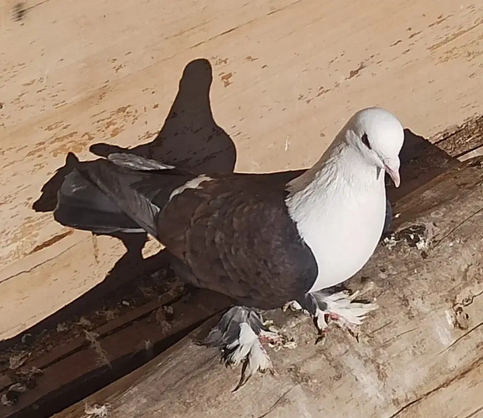 نر کلسفید|پرنده|قم, زنبیل آباد|دیوار