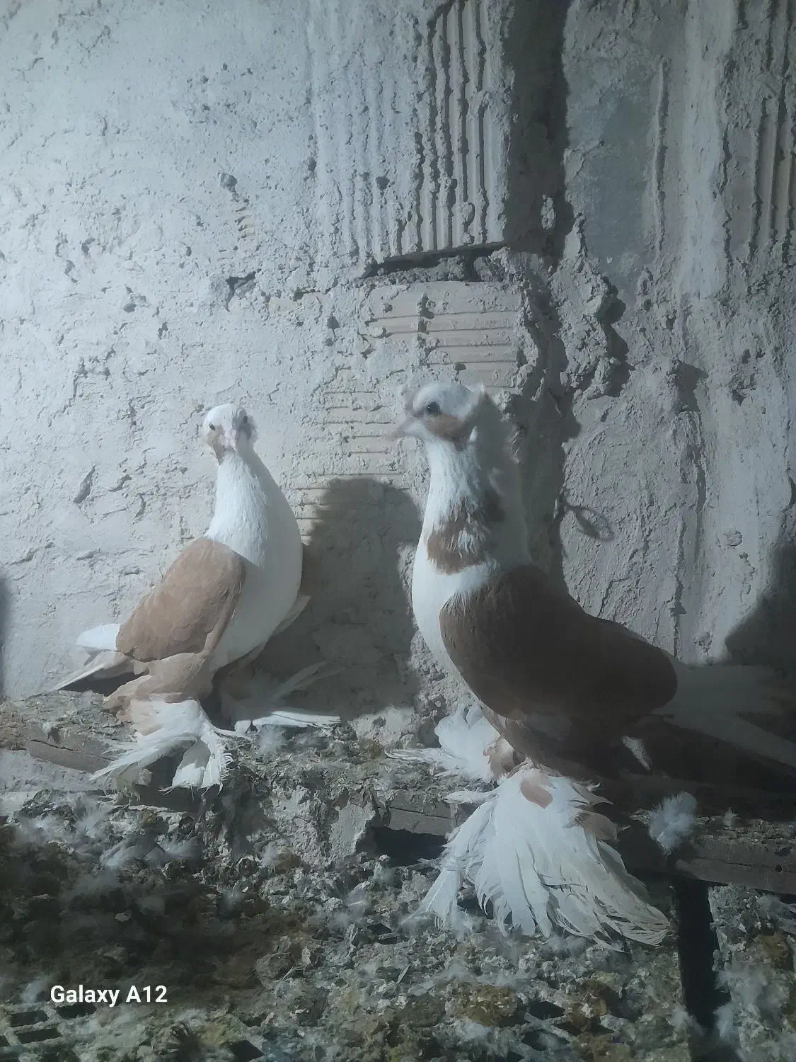 کفتر|پرنده|تبریز, |دیوار