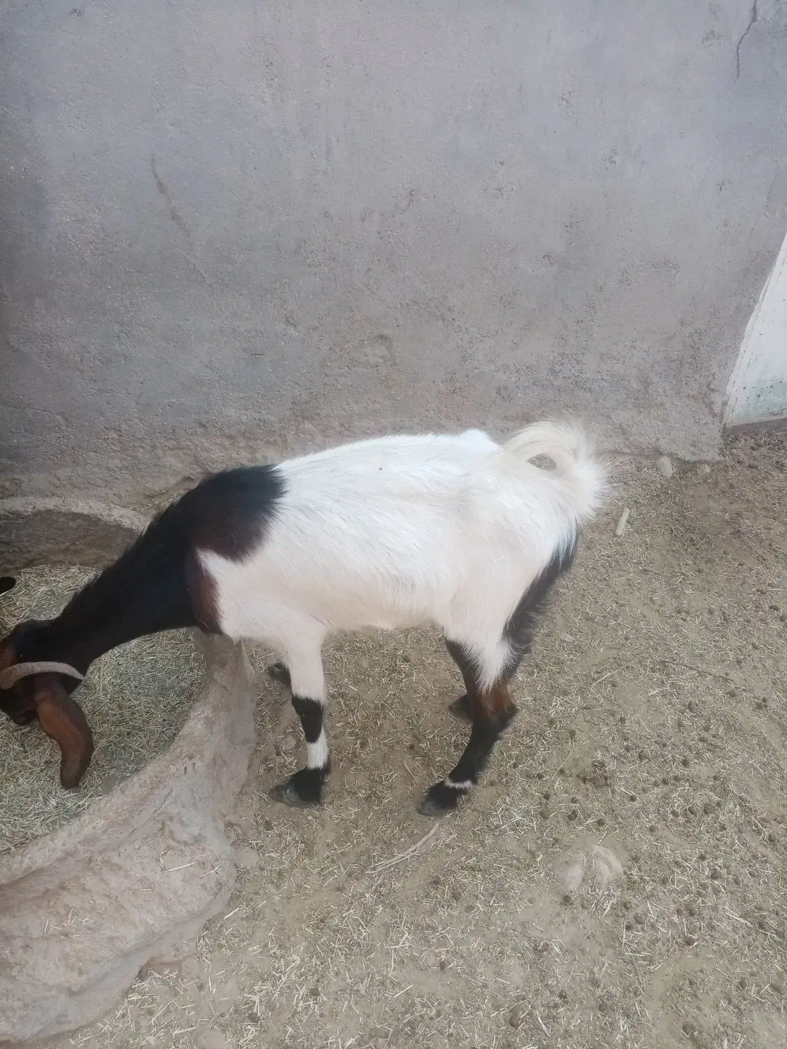 بز و کهره|حیوانات مزرعه|لامرد, |دیوار