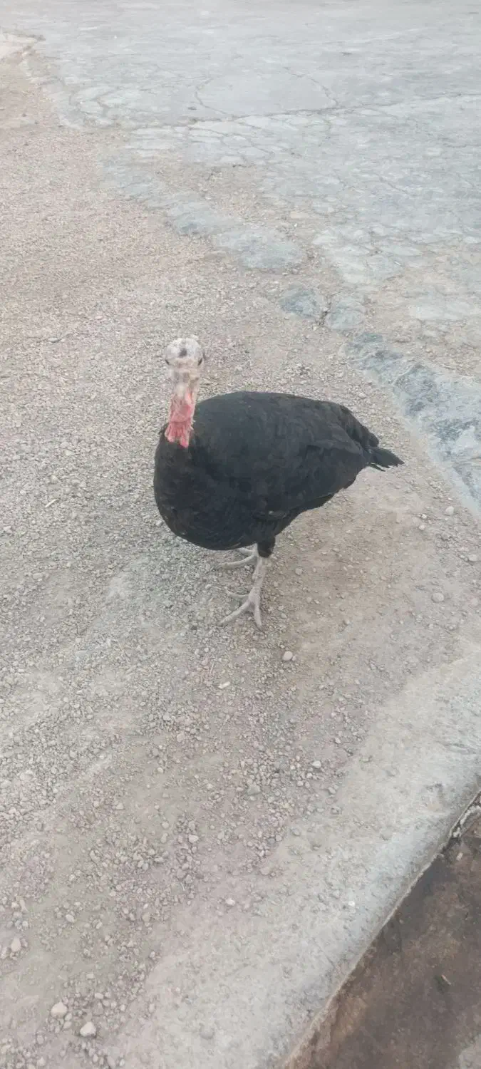 بوقلمون|حیوانات مزرعه|امیدیه, |دیوار