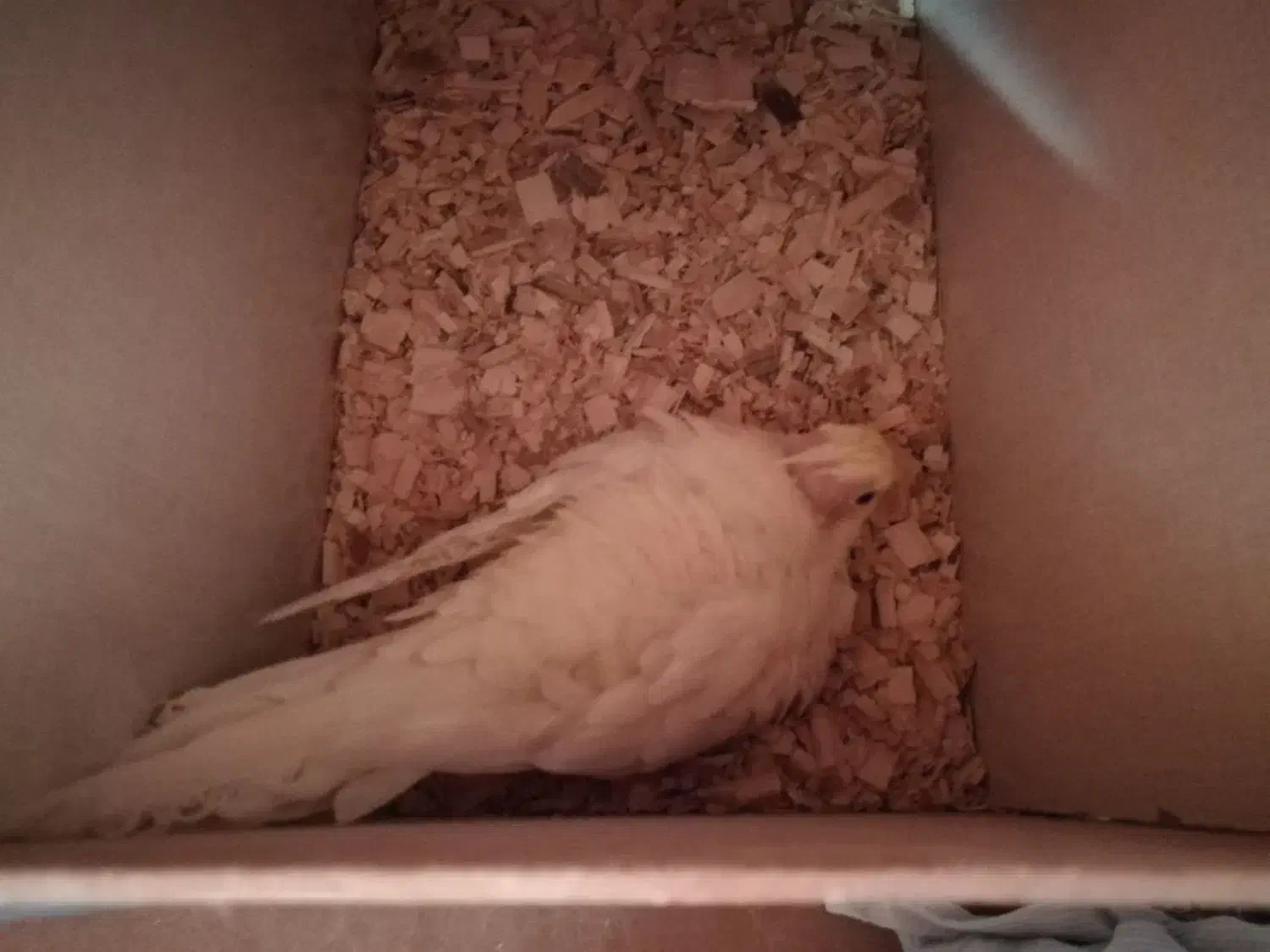 جفت عروس با تخم و جوجه (ارسال به مشهد هم دارم)|پرنده|گلبهار, شهر جدید گلبهار|دیوار