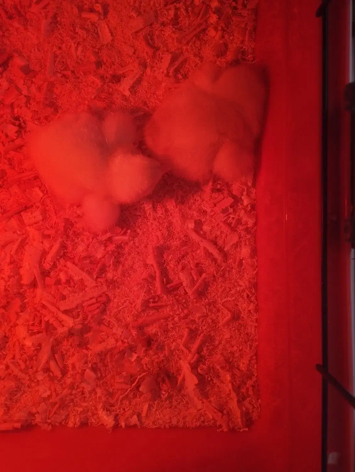 جوجه برهما لایت|حیوانات مزرعه|چالوس, |دیوار