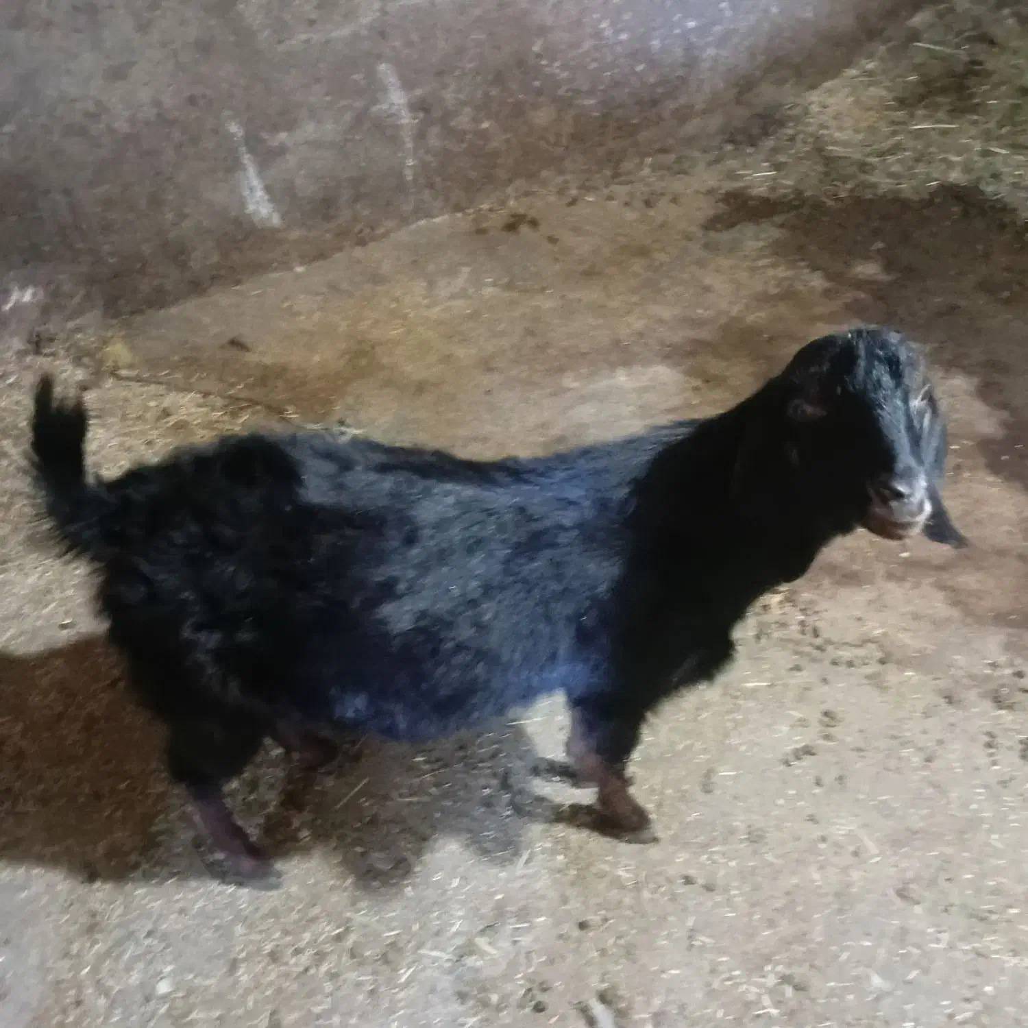 1 بز نرخوب|حیوانات مزرعه|دهگلان, |دیوار