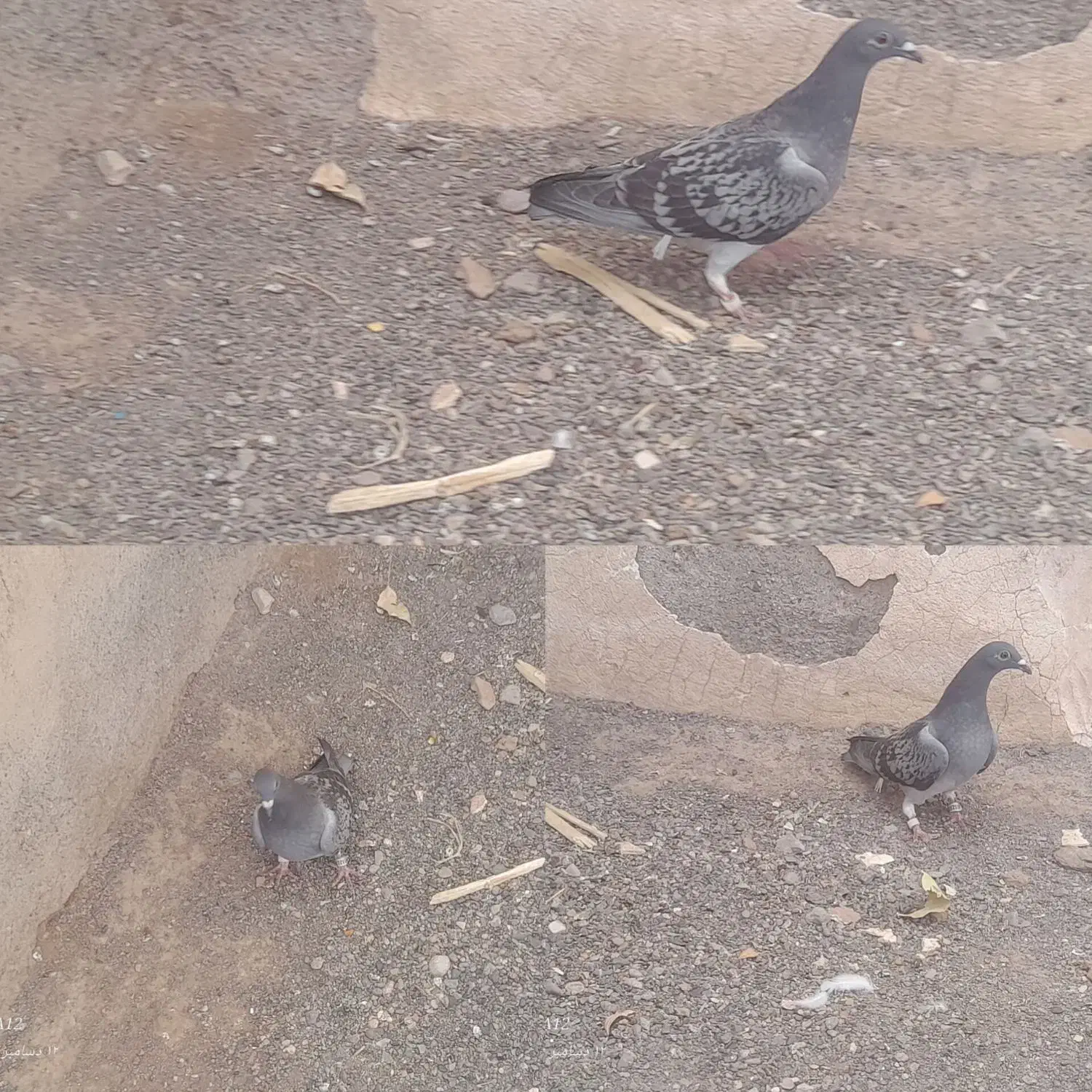 کفتر پولکی سرخ زرد|پرنده|تربت‌حیدریه, چهارراه خواف|دیوار