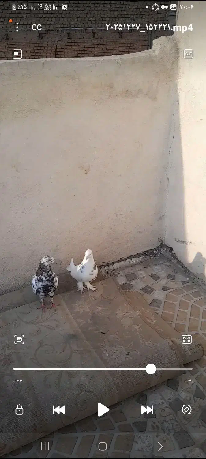 کفتر|پرنده|آفتاب, |دیوار