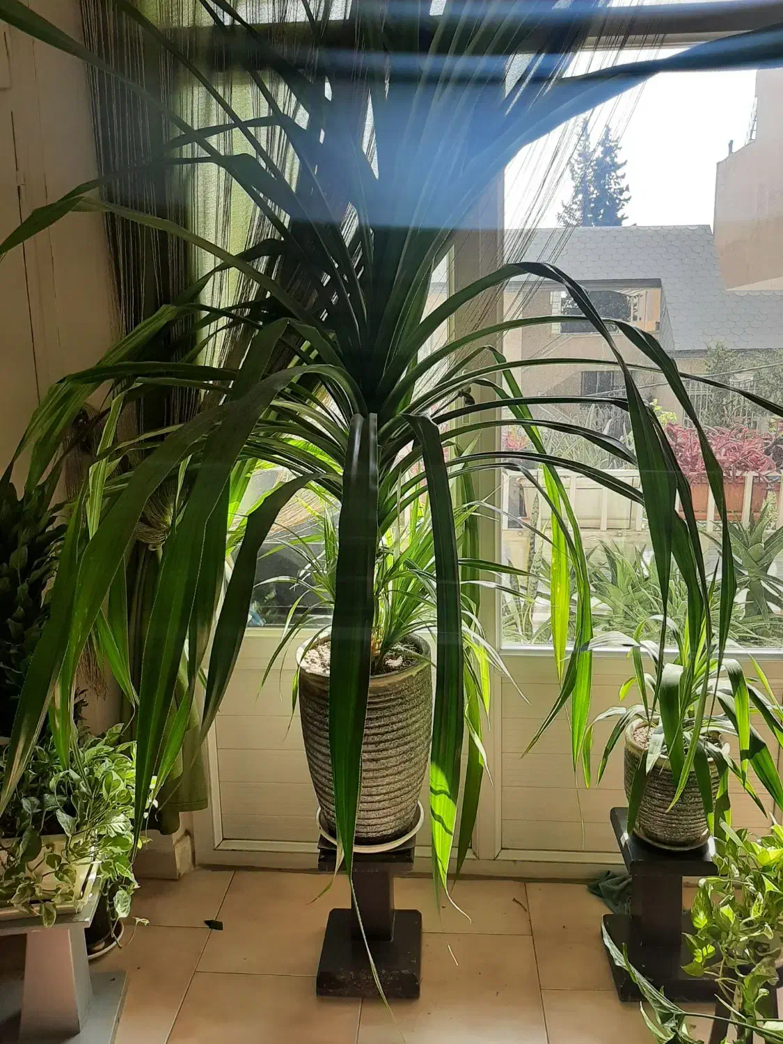 پاندانوس  ،، ب دلیل جابجایی عجله در فروش دارم|گل و گیاه طبیعی|تهران, نیلوفر|دیوار