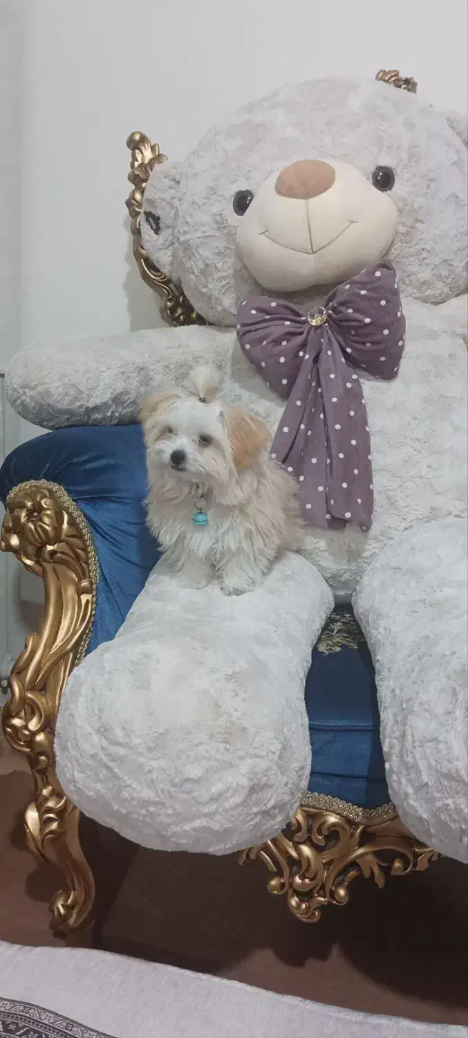 سگ نر باهوش 5 ماهه|سگ|مرند, |دیوار