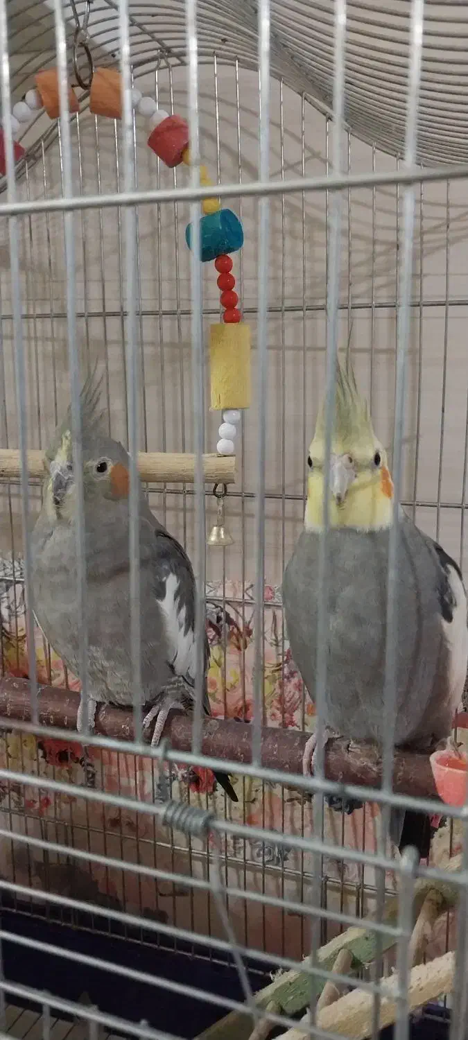 عروس هلندی سینامون|پرنده|خوی, |دیوار