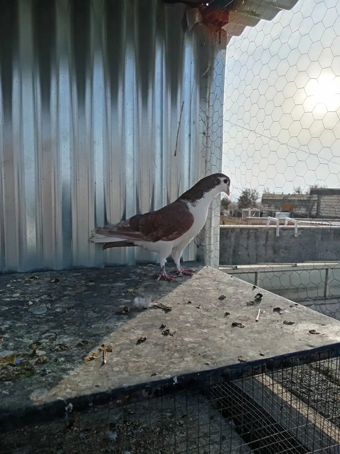 سیاه پشت|پرنده|نجفآباد, شیخ آباد|دیوار