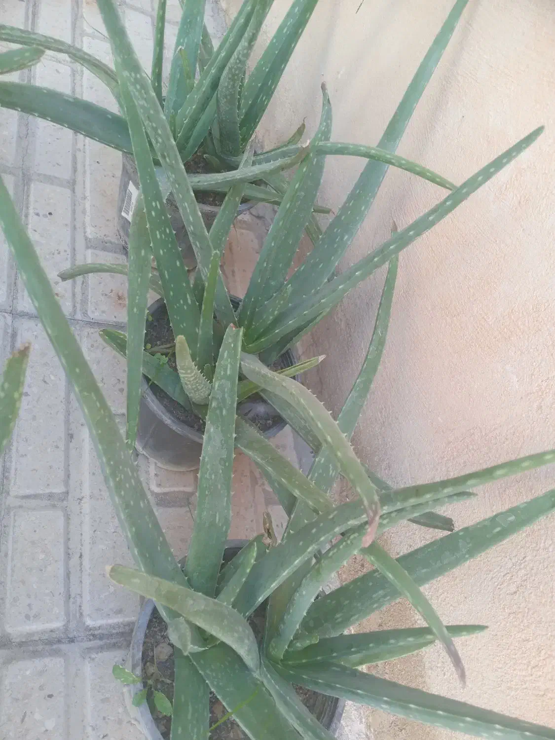 گل آلوئه ورا|گل و گیاه طبیعی|ایلام, |دیوار