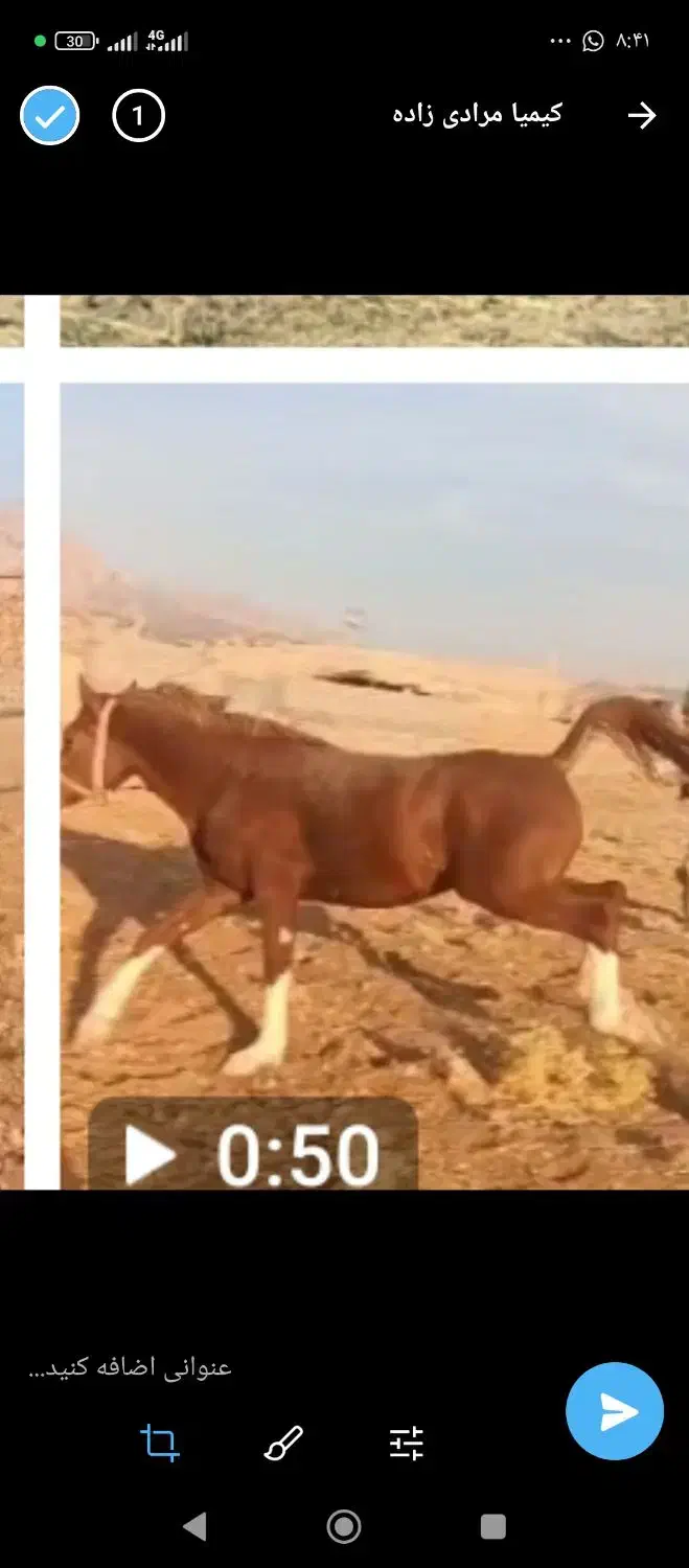 اسب عرب در ملکشاهی|اسب و تجهیزات اسبسواری|گچی, |دیوار