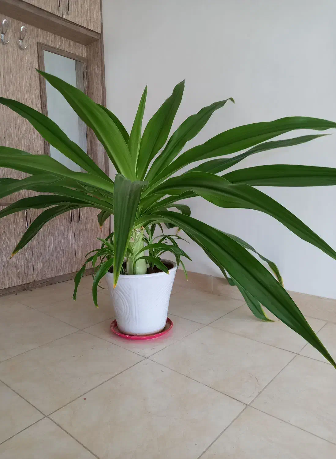 گل فروشی خانگی (اشک ملکه )|گل و گیاه طبیعی|ابریشم, |دیوار