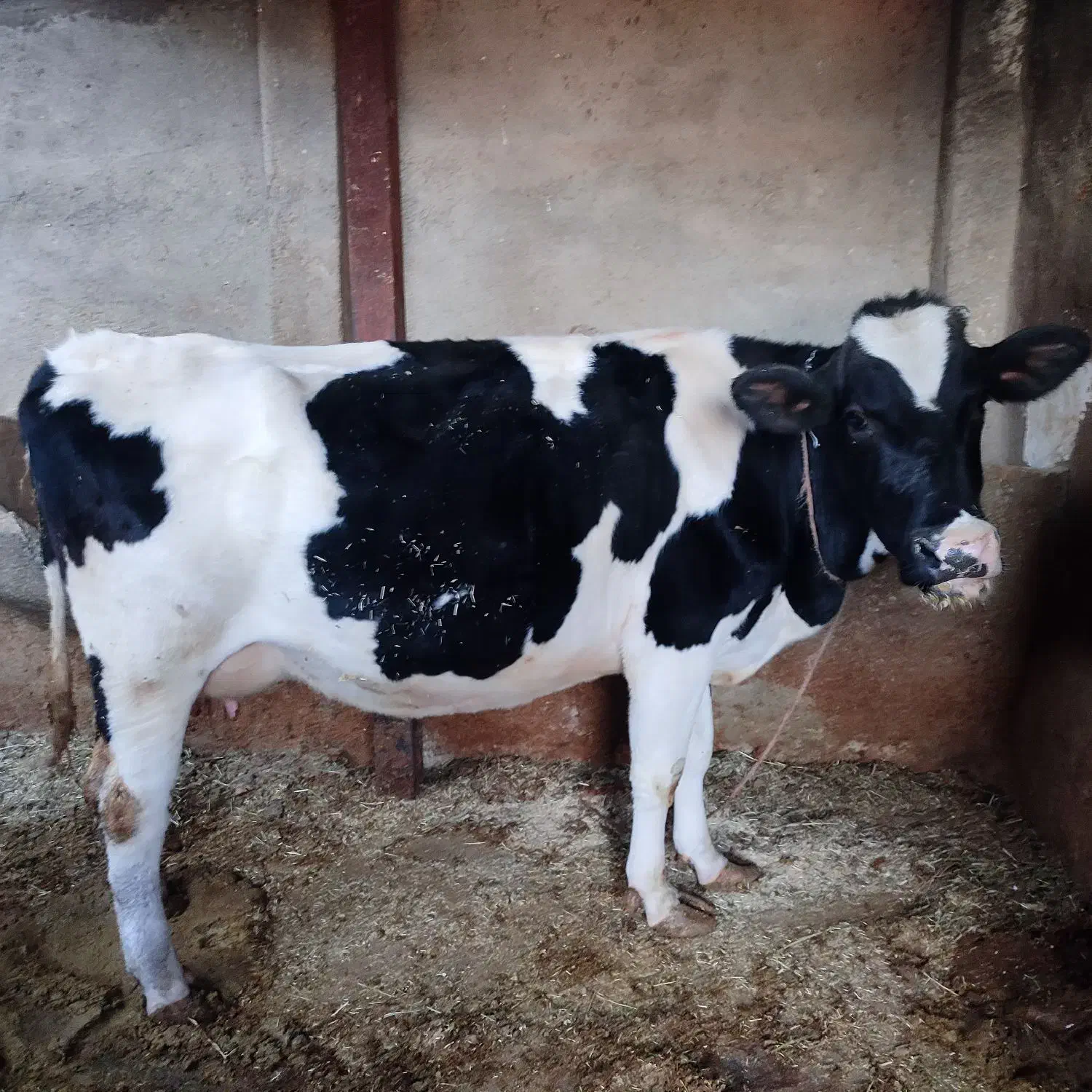 گاو هلشتاین|حیوانات مزرعه|گل تپه, |دیوار