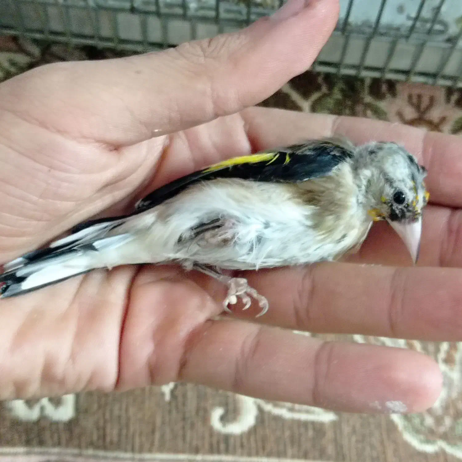 سهره|پرنده|تهران, نعمتآباد|دیوار