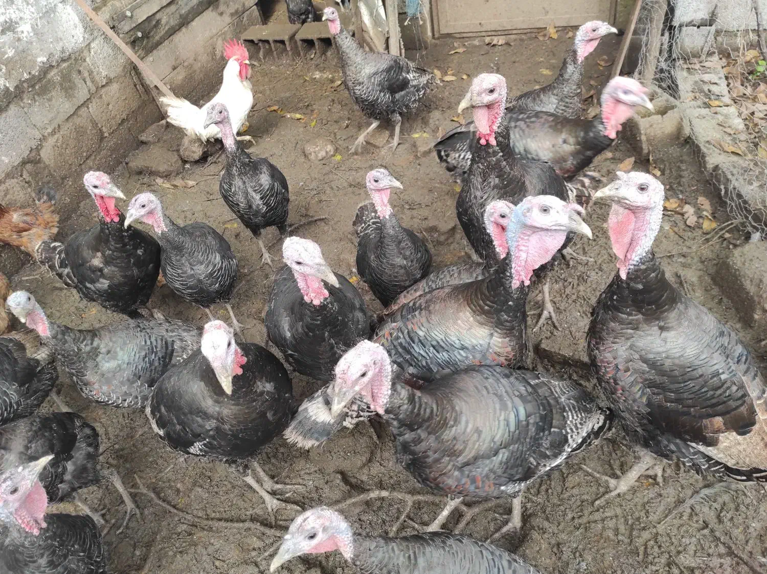 بوقلمون سرحال|حیوانات مزرعه|لاهیجان, کوی زمانی|دیوار