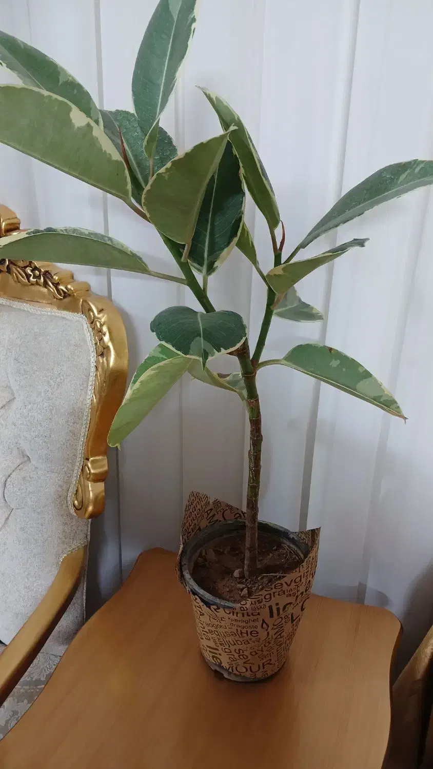 گل فیکوس شرابی|گل و گیاه طبیعی|تربتحیدریه, بهشت عسکری|دیوار