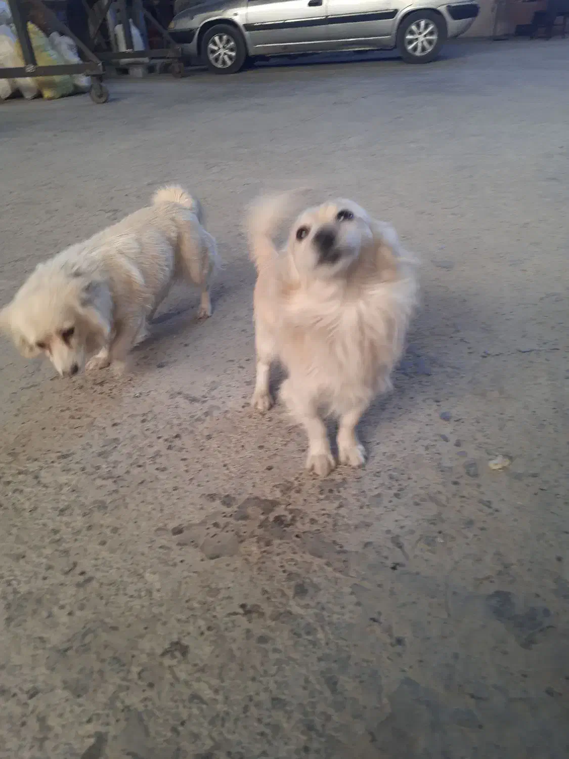 سگ پامر اشپیتز|سگ|نجفآباد, جلال آباد|دیوار