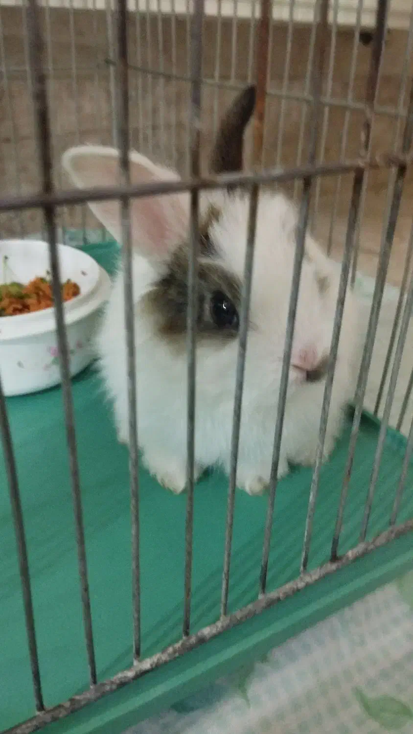 خرگوش|موش و خرگوش|فولادشهر, C1|دیوار