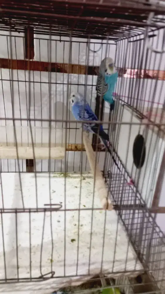 مرغ عشق سر تخم|پرنده|ایذه, |دیوار