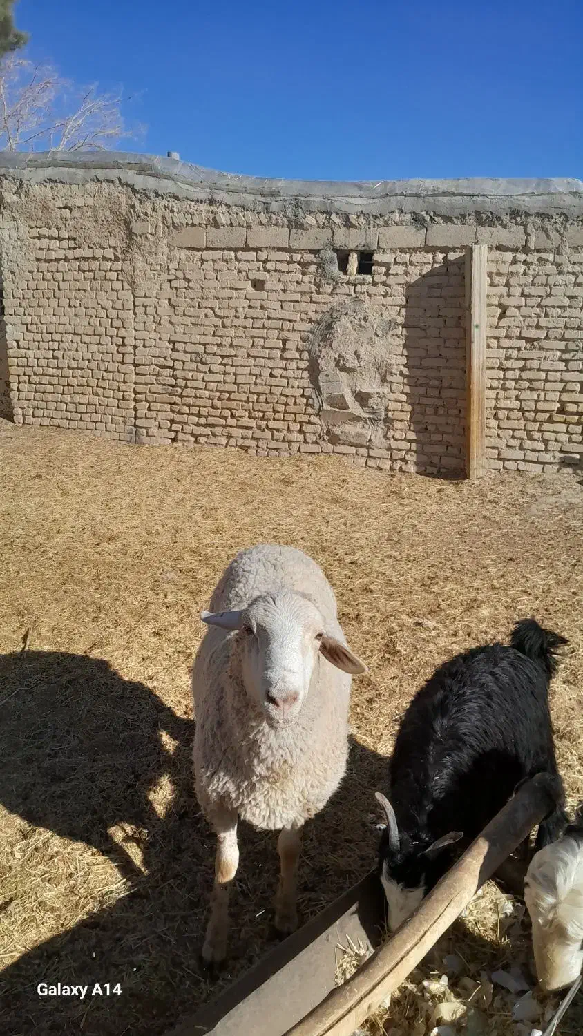 قوچ ایلدوفرانسه|حیوانات مزرعه|آباده, |دیوار