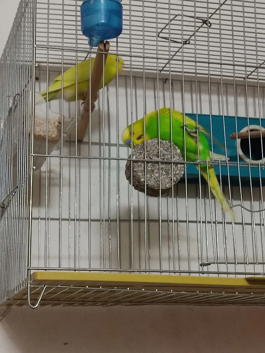 مرغ عشق|پرنده|خمینی‌شهر, |دیوار