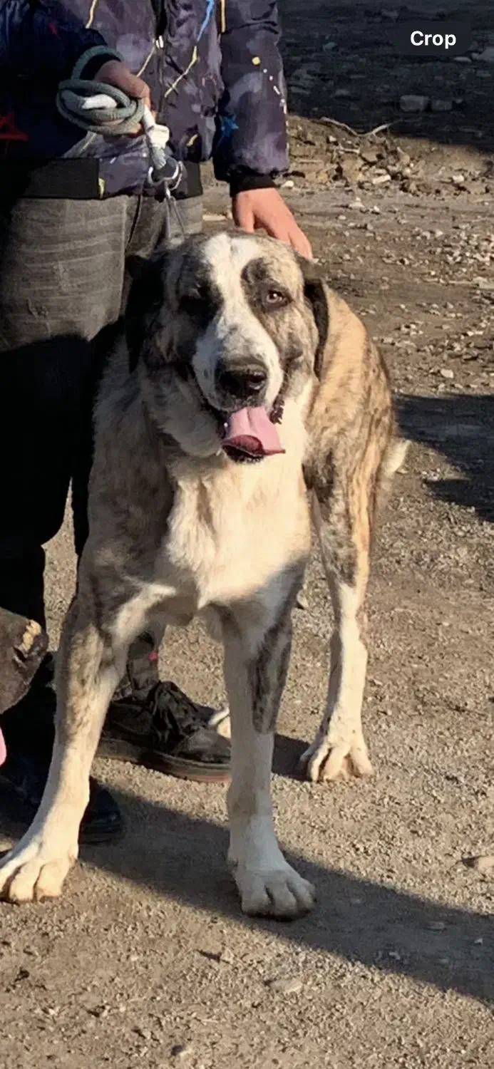 واگذاری سگ کرد مستیف پنج ساله (پژدر‌.سرابی.الابای)|سگ|گرگان, |دیوار